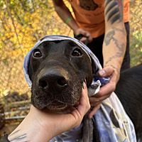 adopt a pet