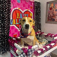 adopt a pet
