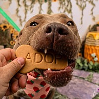 adopt a pet