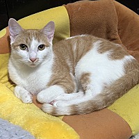 adopt a pet