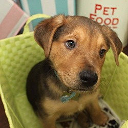 Thumbnail photo of Rosco-Adopted! #2