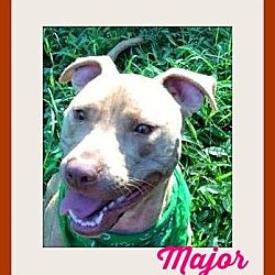 Thumbnail photo of Major - NEEDS FOSTER HOME #1