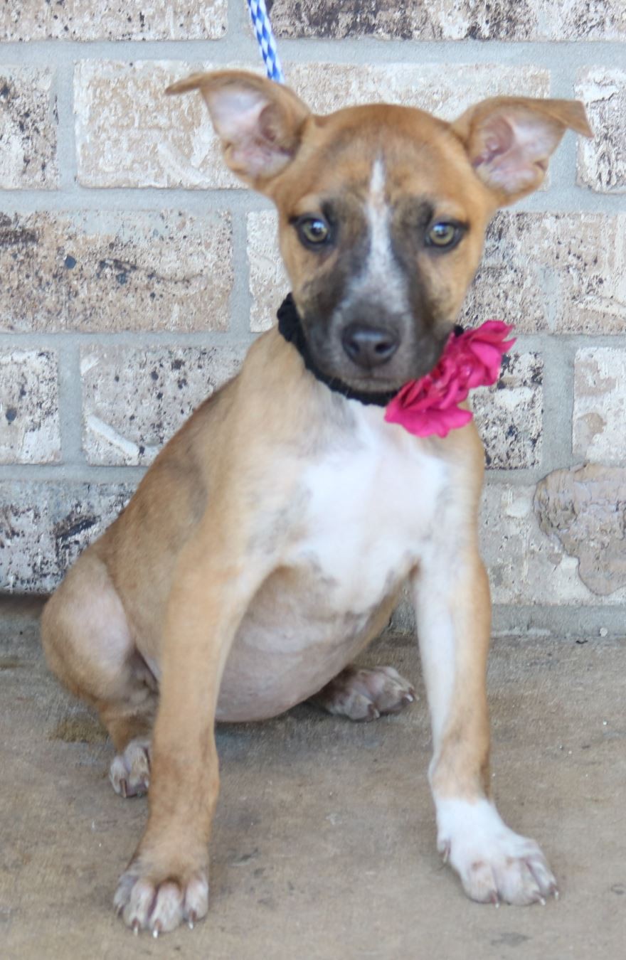 Olympia Wa Shiba Inu Meet Fiona A Pet For Adoption