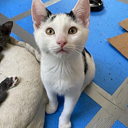 bonded pet photo