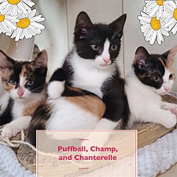Photo of Puffball, Champ , and Chanterelle !