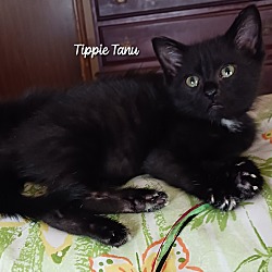 Thumbnail photo of Tippie Tanu #1