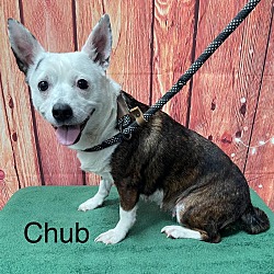 Photo of Chub (Available 5/18/24)