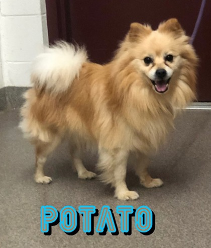 Photo of Potato