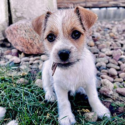 Mead, CO - Fox Terrier (Wirehaired)/Shih Tzu. Meet Billy Ray a Pet for ...