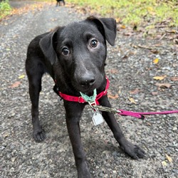 Thumbnail photo of Cheerful Pup: Berry #2