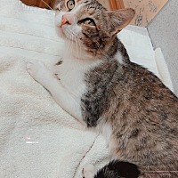 adopt a pet