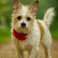 adopt-pet