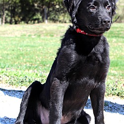 Thumbnail photo of Dallas~adopted! #4
