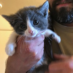 Thumbnail photo of Kitten 1 through 3 #3