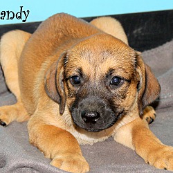 Thumbnail photo of Mandy~adopted! #1