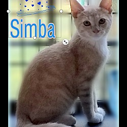 Thumbnail photo of SIMBA #2