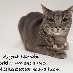 Thumbnail photo of AGENT NAVABI #1