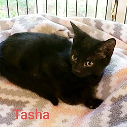 Photo of Tasha