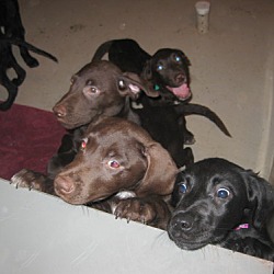 Photo of Male lab puppies