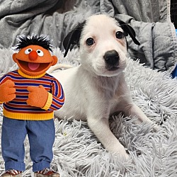 Photo of Ernie (Sesame Street Litter)