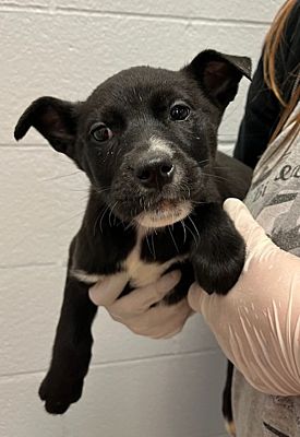 Topeka, KS - Siberian Husky/Pit Bull Terrier. Meet Darcy a Pet for ...