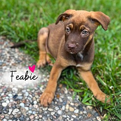 Photo of Feabie