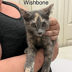 Thumbnail photo of Wishbone #2