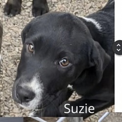 Thumbnail photo of Suzie AKA Suki #1