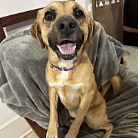 adopt a pet
