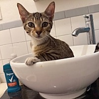 adopt a pet