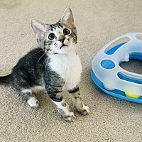 adopt a pet