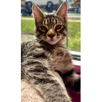 adopt-pet