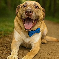 adopt-pet