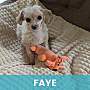 FAYE - Mixed Breed (Small) available for adoption