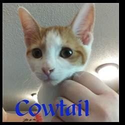 Photo of Cowtail