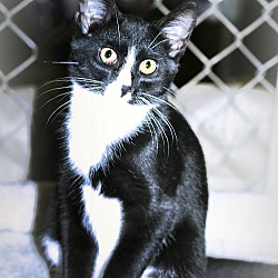 Photo of Sylvester