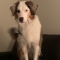 Photo of Bodi