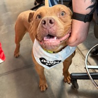 adopt a pet