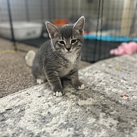 adopt-pet