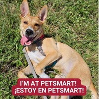 adopt a pet