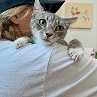 adopt a pet