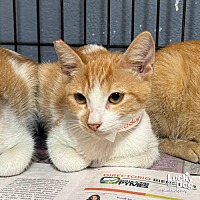 adopt a pet
