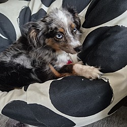 Romeo