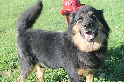 Pittsburg, KS - Great Pyrenees/Rottweiler. Meet Bruiser a Pet for Adoption  