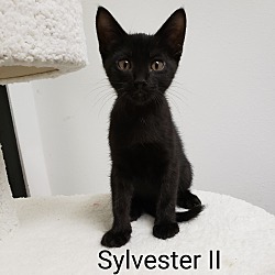 Photo of Sylvester II
