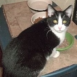 Photo of Honey - NC