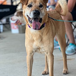 Photo of Rusty