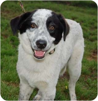 aussie pointer