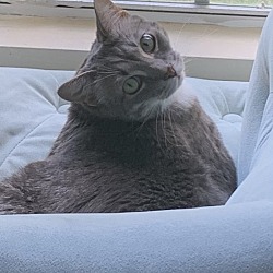 Photo of Hamilton (Ham)