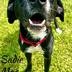 Thumbnail photo of Sadie Mae #4